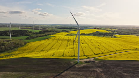 flowering canola flowers in the field with wind turbines. - aerial shot