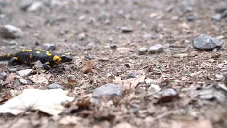salamandra de fuego europea arrastrándose sobre suelo rocoso seco