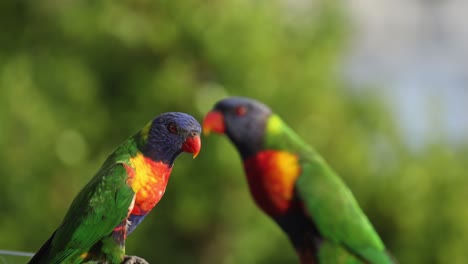 two colorful parrots engage and communicate