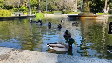 Ducks-leisurely-swimming-with-fish-in-a-pond-in-a-park-in-Beverly-Hills,-California,-surrounded-by-lush-greenery,-park-benches-and-a-statue