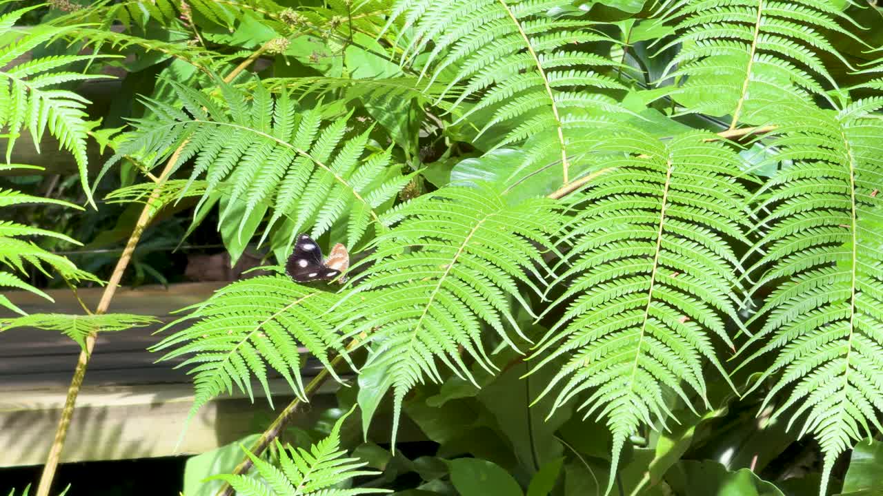 A butterfly remains perched on vibrant green fern fronds in a sunlit forest setting, with steady camera and natural daylight illuminating the scene