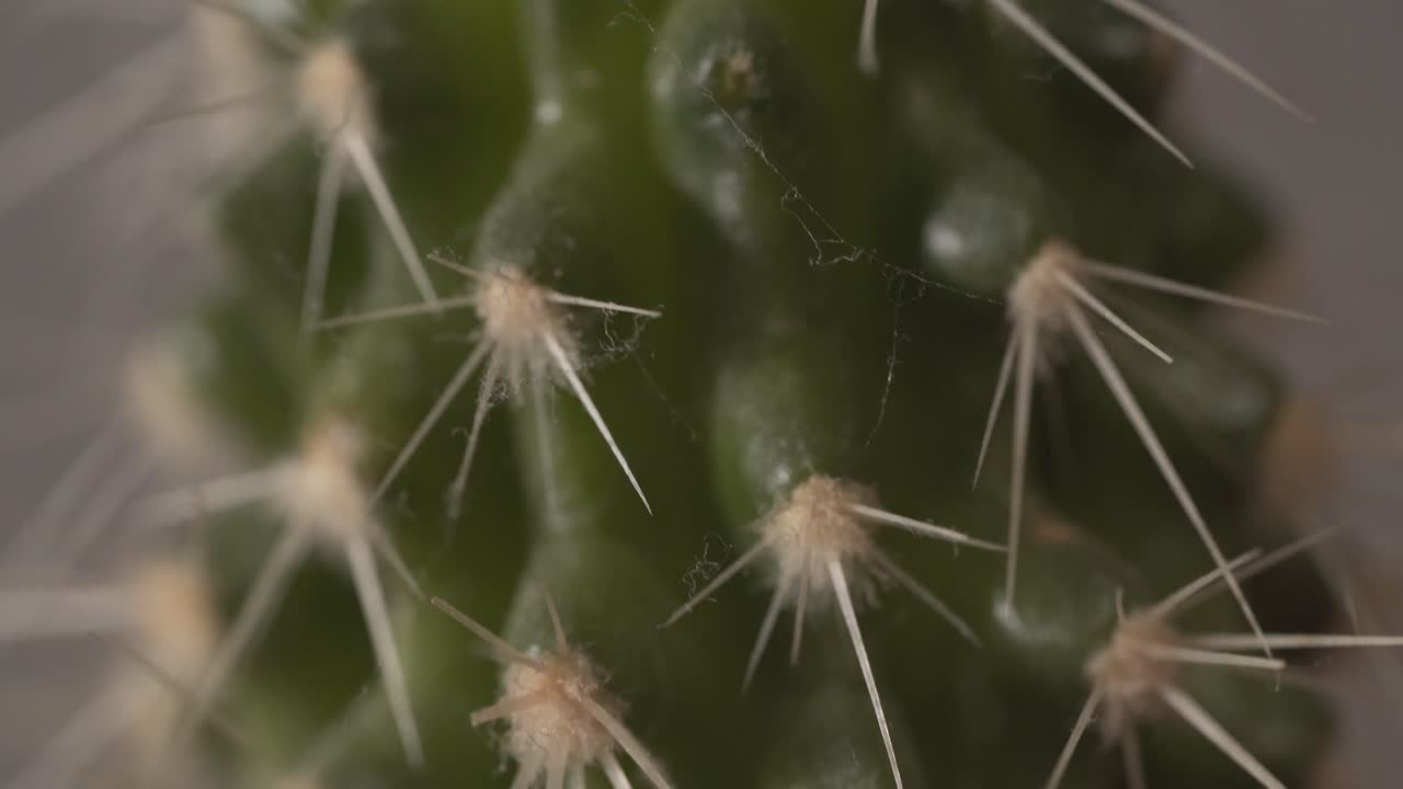 Nærbillede i makro af grønne kaktuspigge dækket af støv