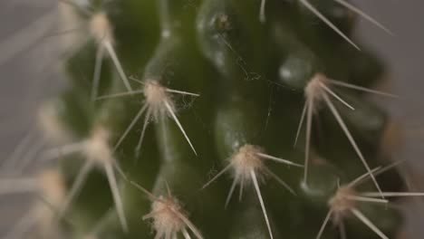 cerrar la vista macro de espinas de cactus verdes cubiertas de polvo