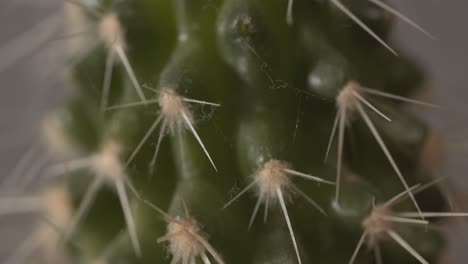 close macro view of green cactus spines covered with dust