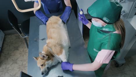 veterinarian team examining dog in x-ray room