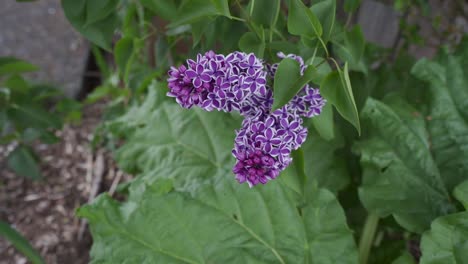 beautiful bicoloured lilac growing outside community garden