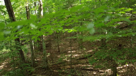 drone flying low through the treeline of a beautiful lush green forest