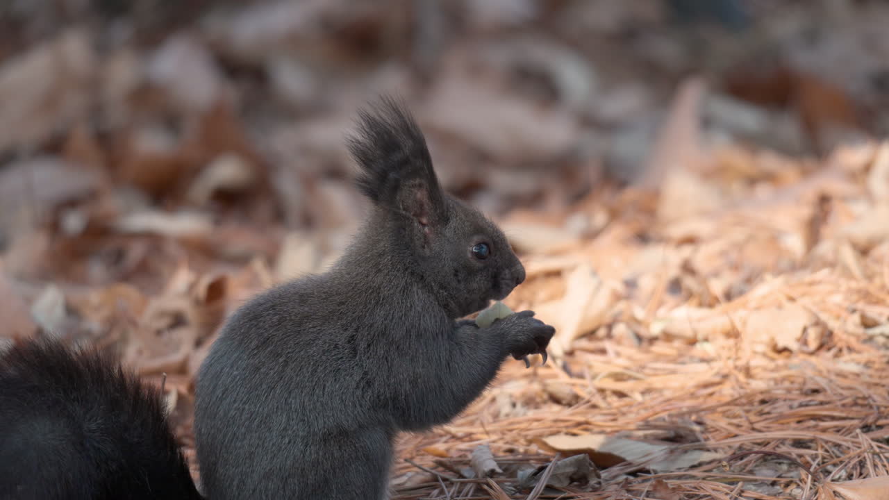 retrato de ardilla roja euroasiática comiendo nuez sabrosa en un parque, seúl, corea del sur