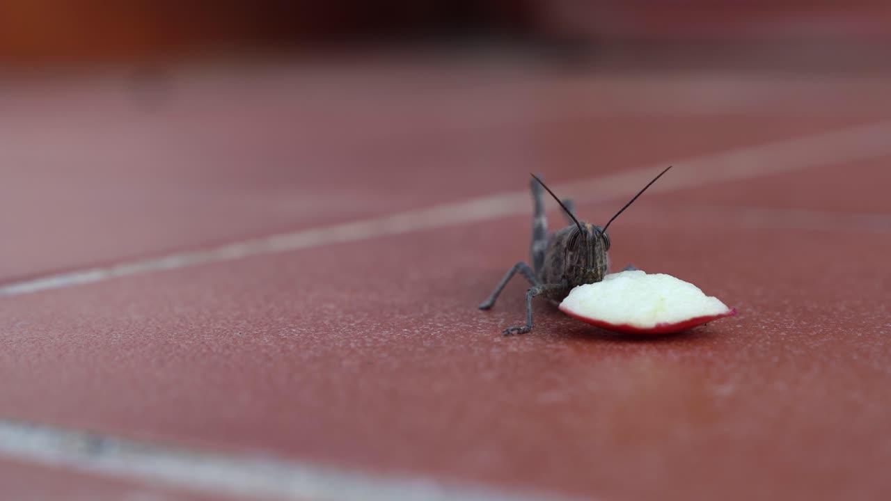 primer plano de saltamontes comiendo un trozo de manzana en un suelo de baldosas de color naranja