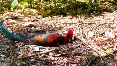 junglefowl in the forest