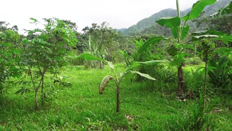 revealing a lush organic orchard from central america