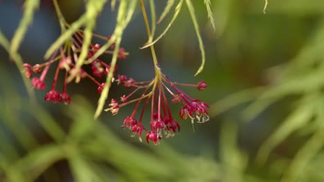 Acer-Palmatum-Dissectum-Blatt-Mit-Samen-Und-Blüte-3-Cu