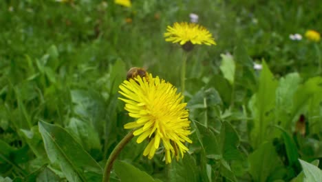 Biene-Fliegt-Auf-Gelbem-Löwenzahn-Und-Beginnt,-Pollen-Für-Nektar-Oder-Honig-Zu-Sammeln