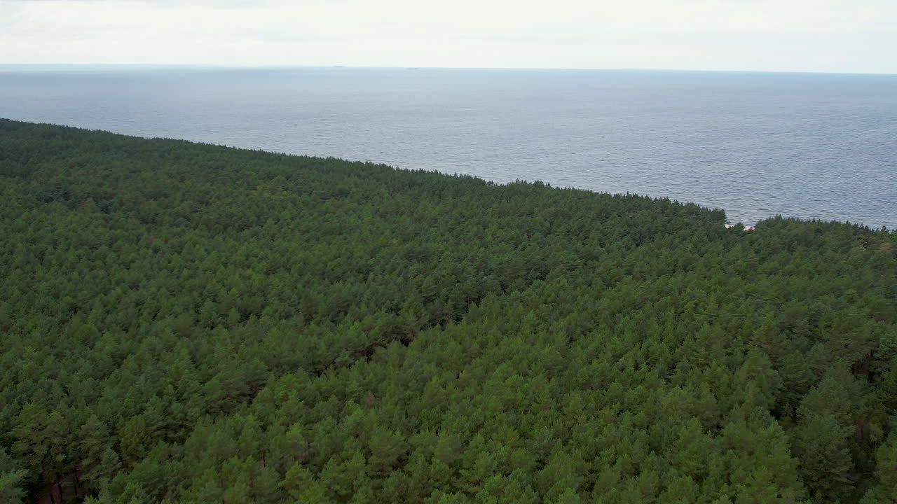 바다 의 해안 에 있는 초록색 의 밀집 한 소나무 숲