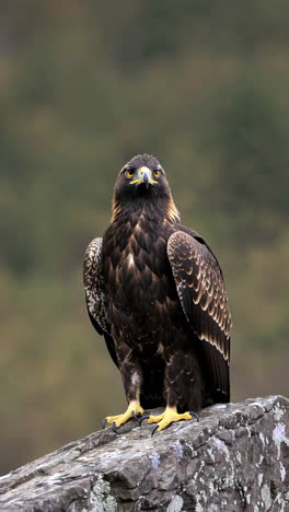 portraits and close-ups of a majestic golden eagle