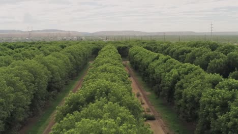 aerial drone shot flying across rows of pecan trees in a massive orchard with mountains on the horizon