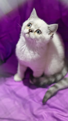 cute kittens in a small cage. scottish fold cat close up vertical video