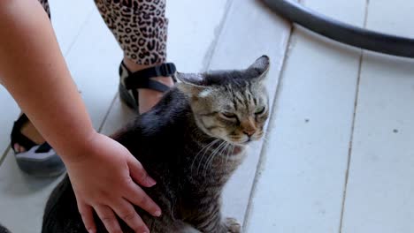 a person gently pets a relaxed cat