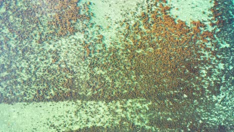 textura del mar con hermosos arrecifes de coral marrones que crecen en fondos marinos de arena blanca bajo aguas tranquilas y claras en australia