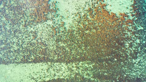 sea texture with beautiful brown coral reefs growing on white sandy seabed under calm clear water in australia