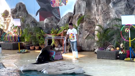 sea lion performing with trainer at korat zoo