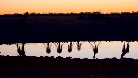 notable toma de jirafas bebiendo reflejada en un abrevadero al atardecer o al anochecer en el parque nacional de etosha namibia 2