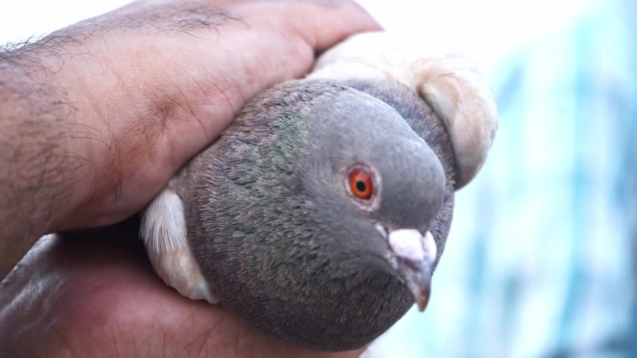 귀환 비둘기를 단단히 잡고 있는 남자의 손, 클로즈업