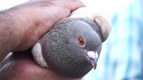 man's hands holding tightly a homing pigeon, close up