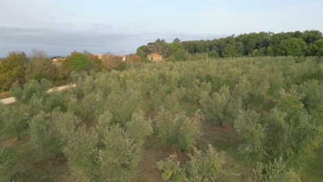 Vista-Aérea-De-Un-Campo-De-Olivos-En-El-Centro-De-Italia.