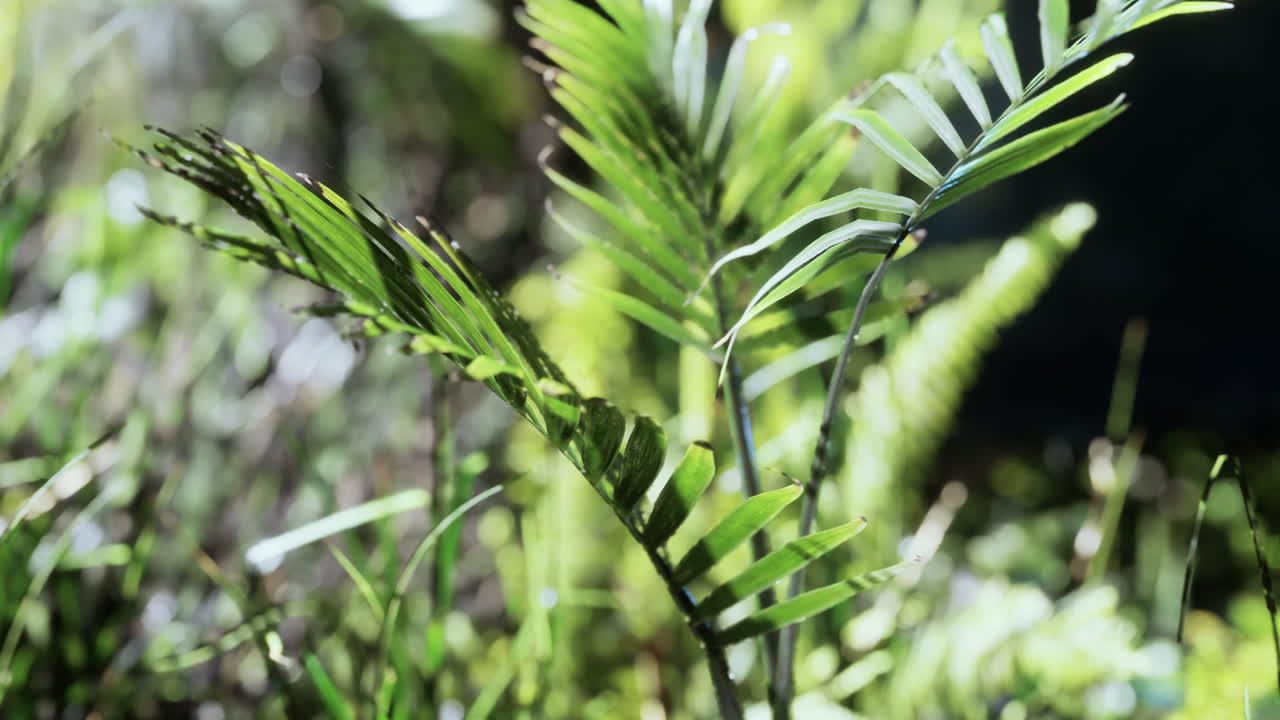 el sol brillando en el bosque tropical