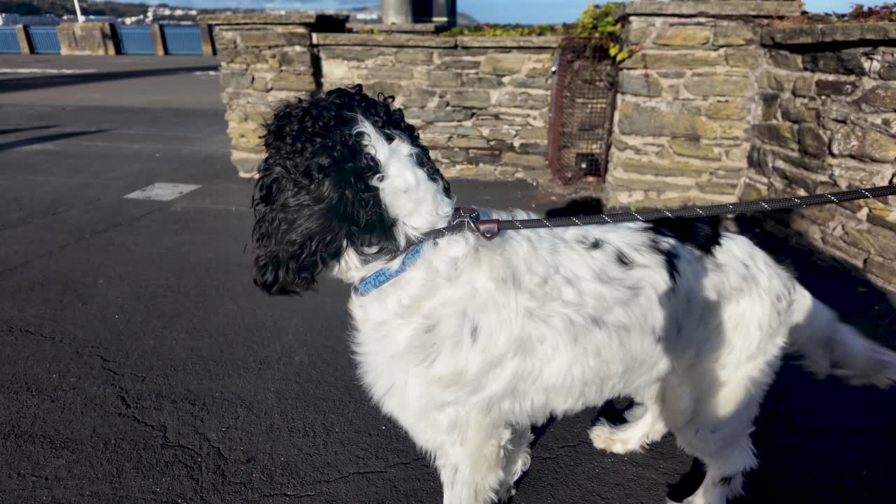 English Springer Spaniel dog walking on a leash near an old stone wall