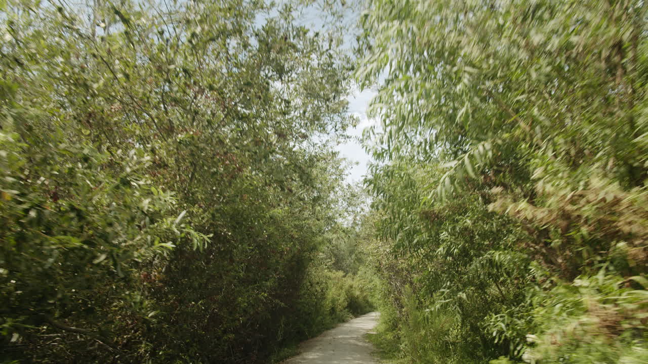 A scenic path through the trees