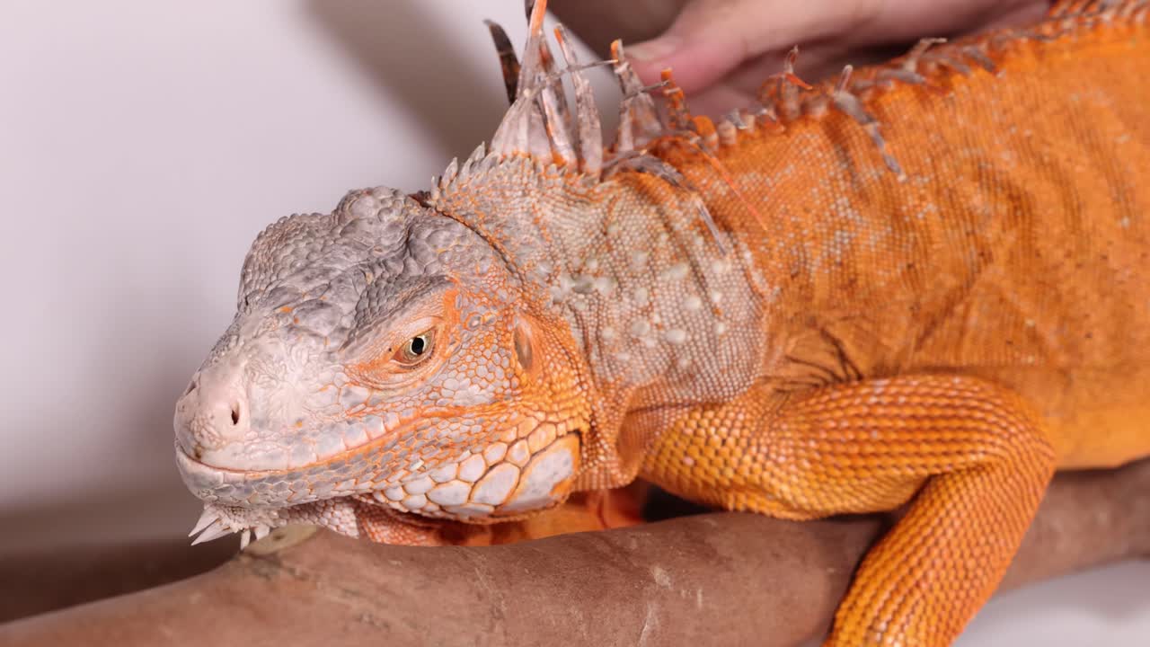 Primo piano di un'iguana arancione brillante che riposa su un ramo su sfondo bianco