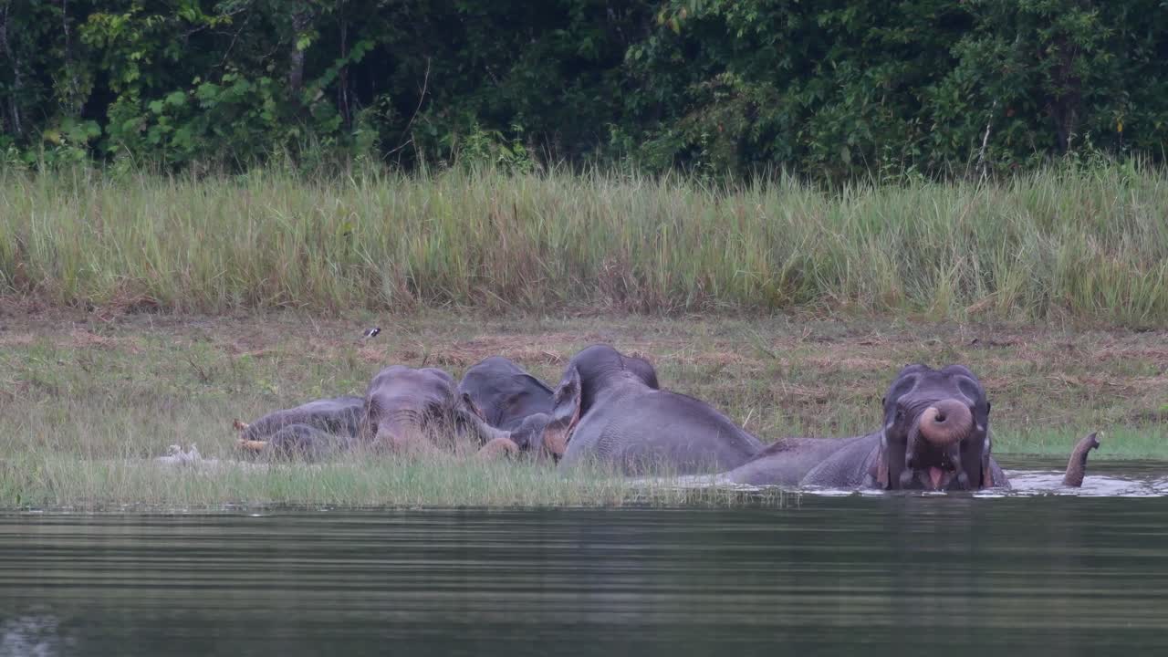 los elefantes asiáticos están en peligro y esta manada se divierte jugando y bañándose en un lago en el parque nacional khao yai