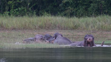 the asiatic elephants are endangered and this herd is having a good time playing and bathing in a lake at khao yai national park