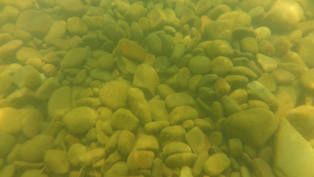 Il mondo sottomarino nel fiume. Riprese subacquee del fiume di montagna.