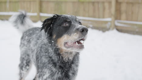 cerca de adorable perro pastor de pie en la nieve.