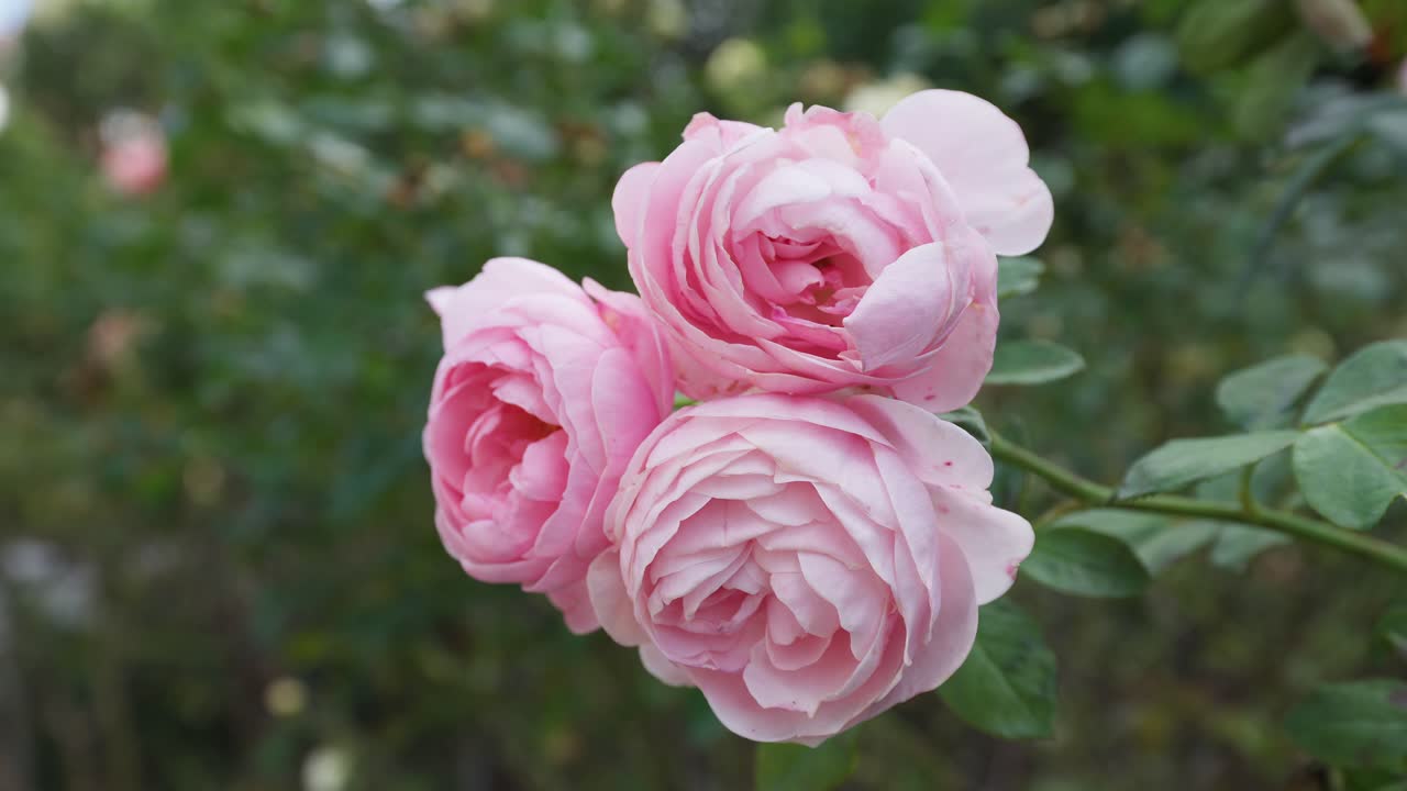 Närbild av tre rosa rosor som blommar i en trädgård med grönt bladverk i bakgrunden