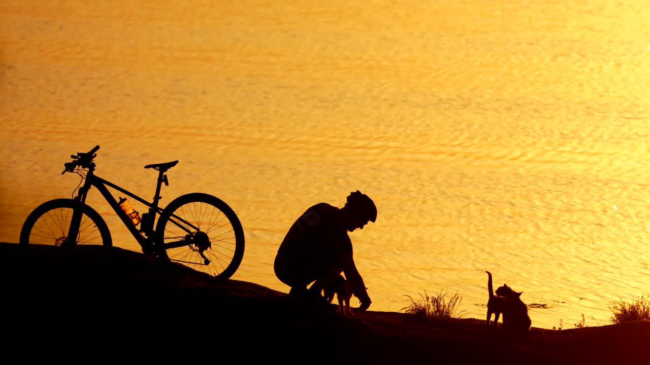 Three cats, a bike, cyclist near the beautiful river at sunset. Man in sports clothing with helmet playing with cats on the orange water background outdoors.