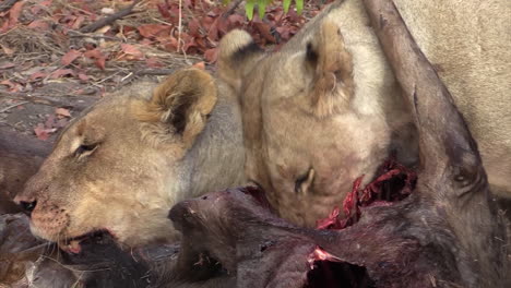 close-up shot of two lionesses with their prey - two wildebeests