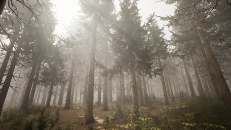 Rayos-De-Sol-En-El-Bosque-De-Abetos-Naturales