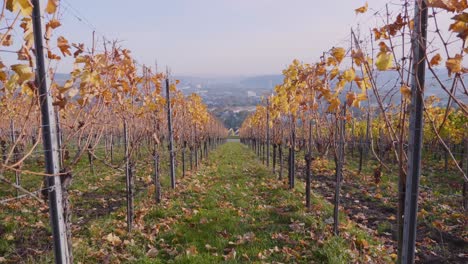 Caminando-Hacia-Adelante-A-Través-De-Coloridos-Viñedos-Y-Vides-Durante-El-Otoño-En-Stuttgart,-Alemania-En-4k