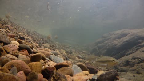 El-Parque-Nacional-Kaeng-Krachan-Es-El-Hogar-De-Muchos-Animales-Salvajes-Fantásticos-Y-Los-Arroyos-Son-Una-Fuente-De-Vida-De-Agua-Dulce-Para-Que-Los-Animales-Beban-Y-Los-Peces-Naden.