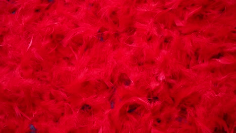 Background-of-beautiful-red-feathers--Top-view