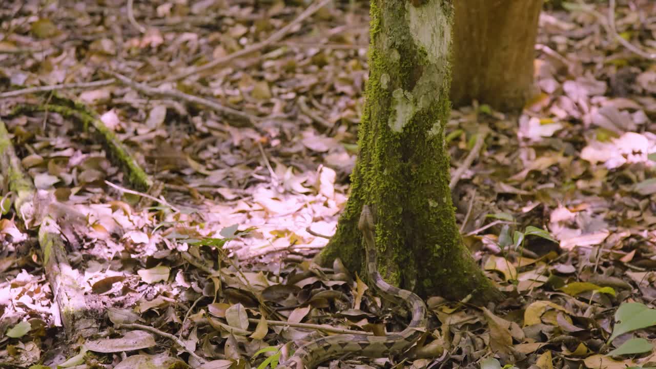 serpiente arrastrándose hasta una base de árbol de musgo en el bosque
