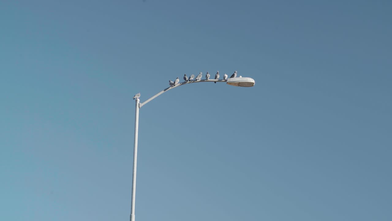 비둘기 한 마리가 프레임 4k로 날아가는 동안 도시 가로등 위에 앉아 있는 비둘기 무리