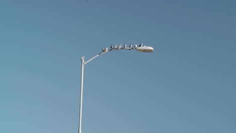 flock of pigeons sitting on top of a city street light while one pidgeon flies into frame 4k