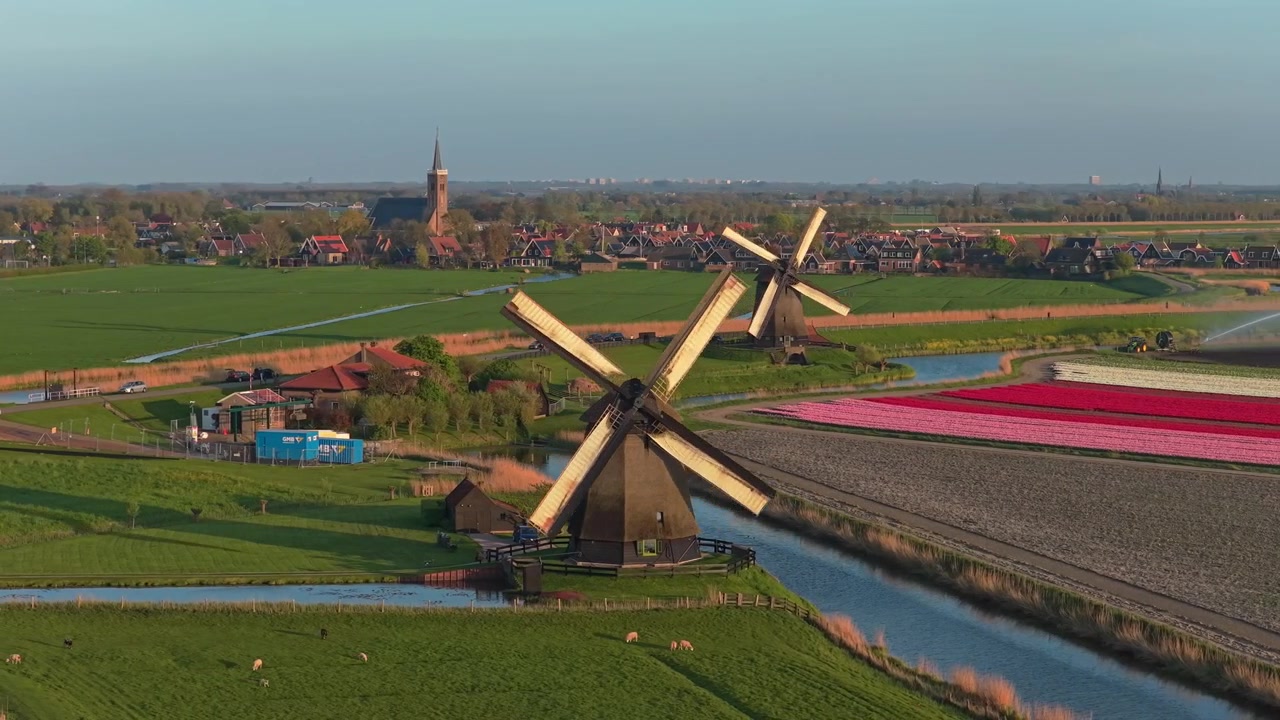 Traditional dutch windmills turning in a tulip field landscape