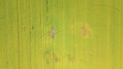 aerial top view photo from flying drone of a land with sown green fields in countryside in spring day