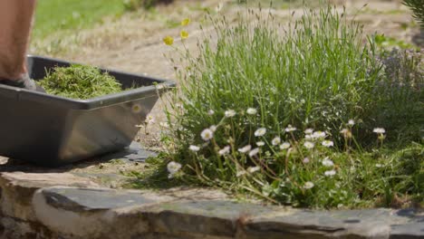 Placing-grass-mulch-around-the-base-of-plants